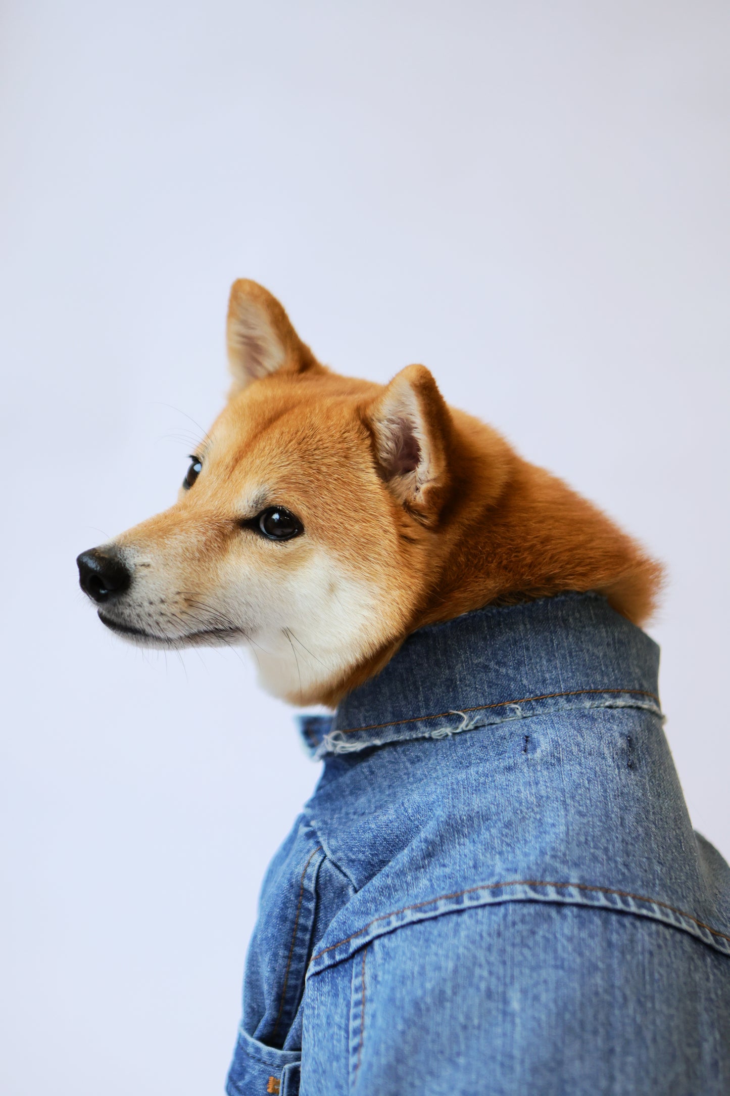 Type-P 5YR WASH 寵物五年水洗丹寧外套