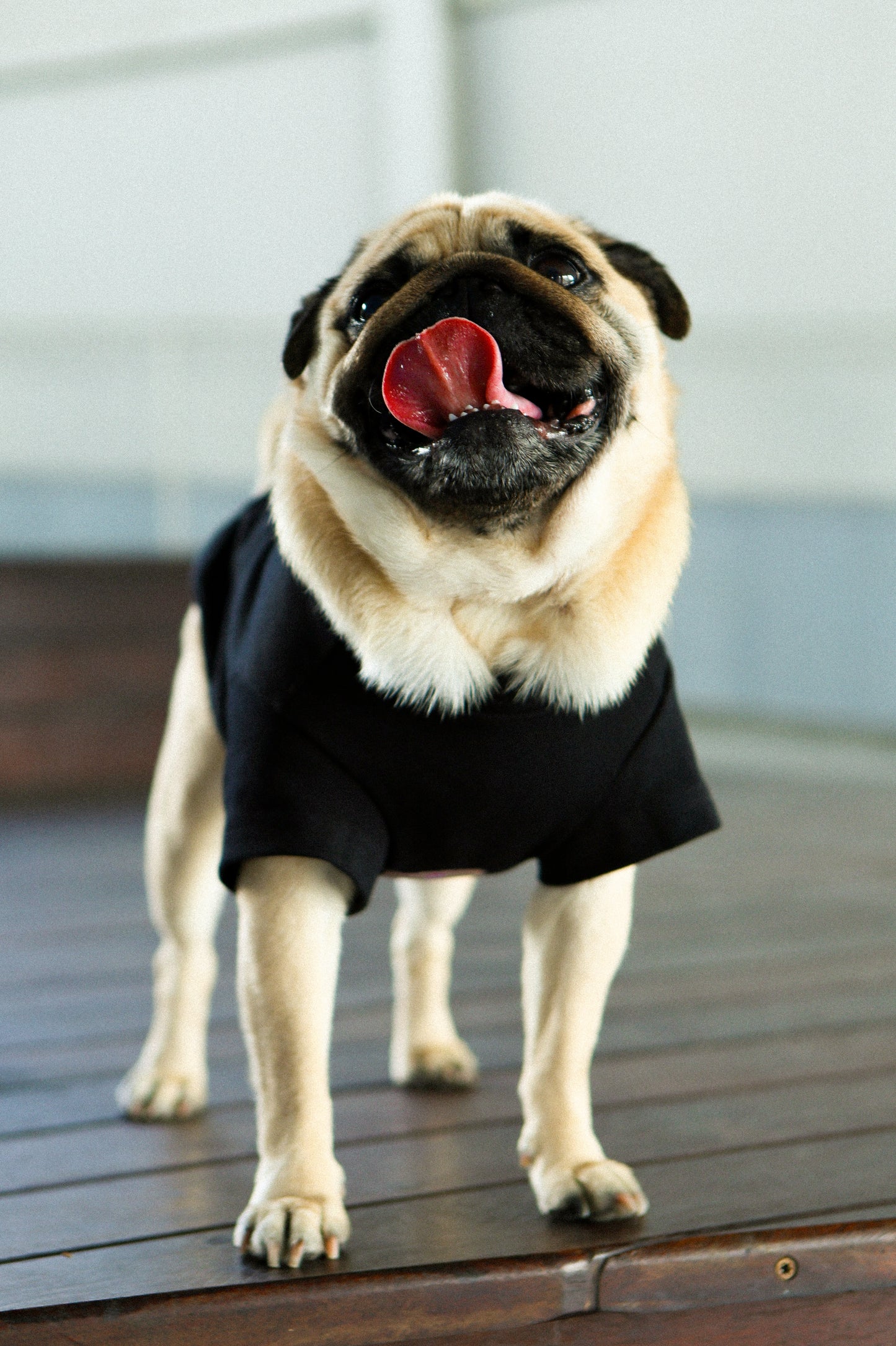 Plain Tee for Pets 寵物素短踢