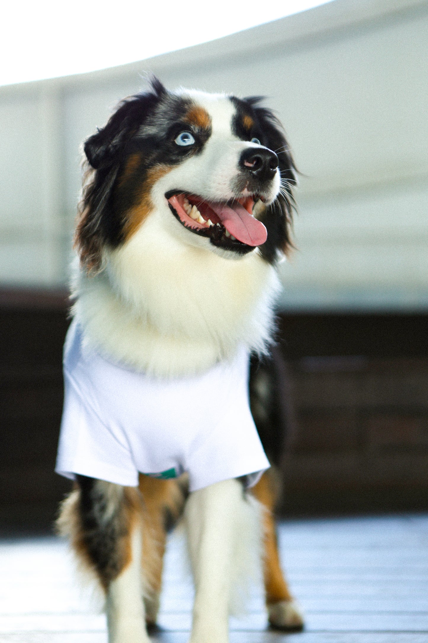 Plain Tee for Pets 寵物素短踢