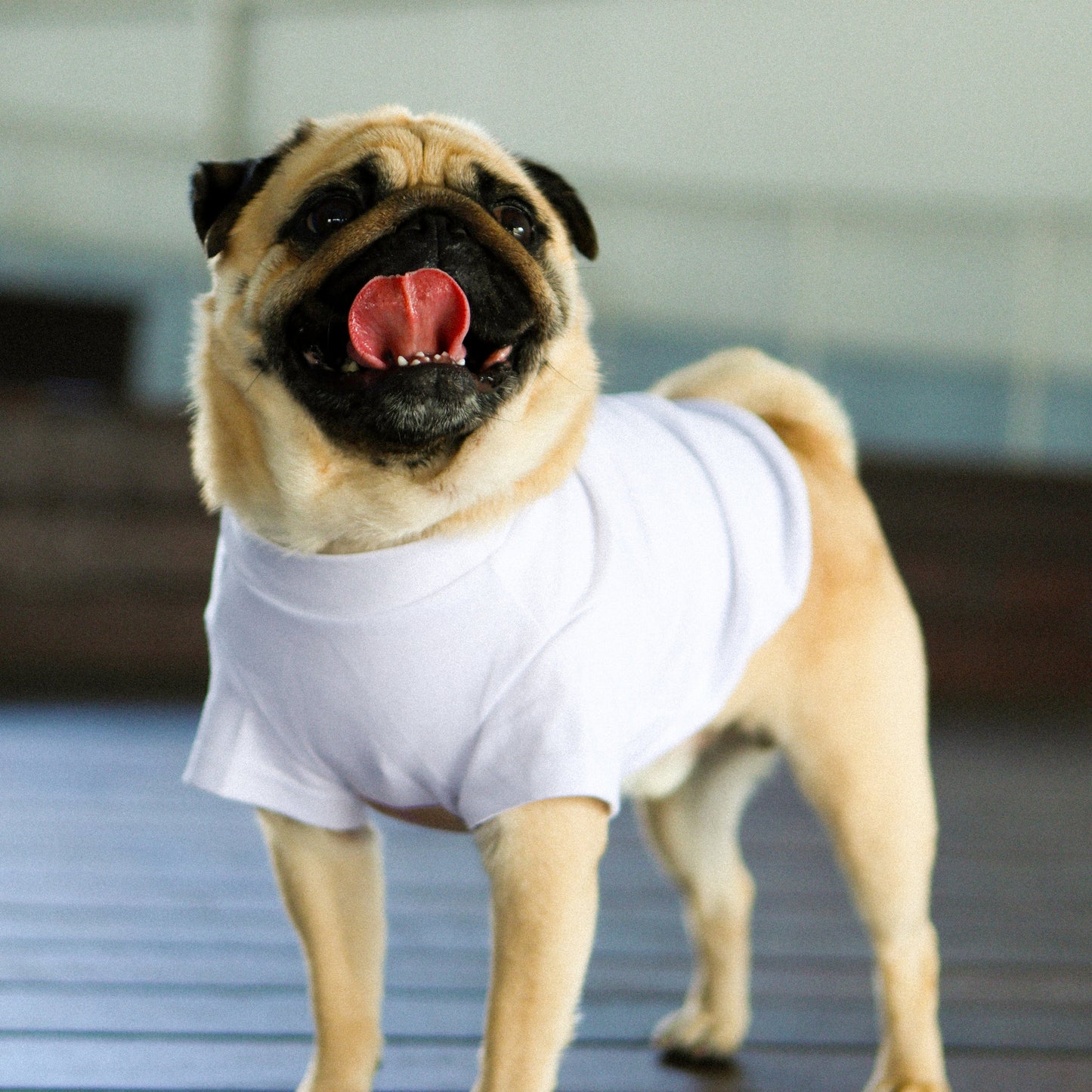 Plain Tee for Pets 寵物素短踢