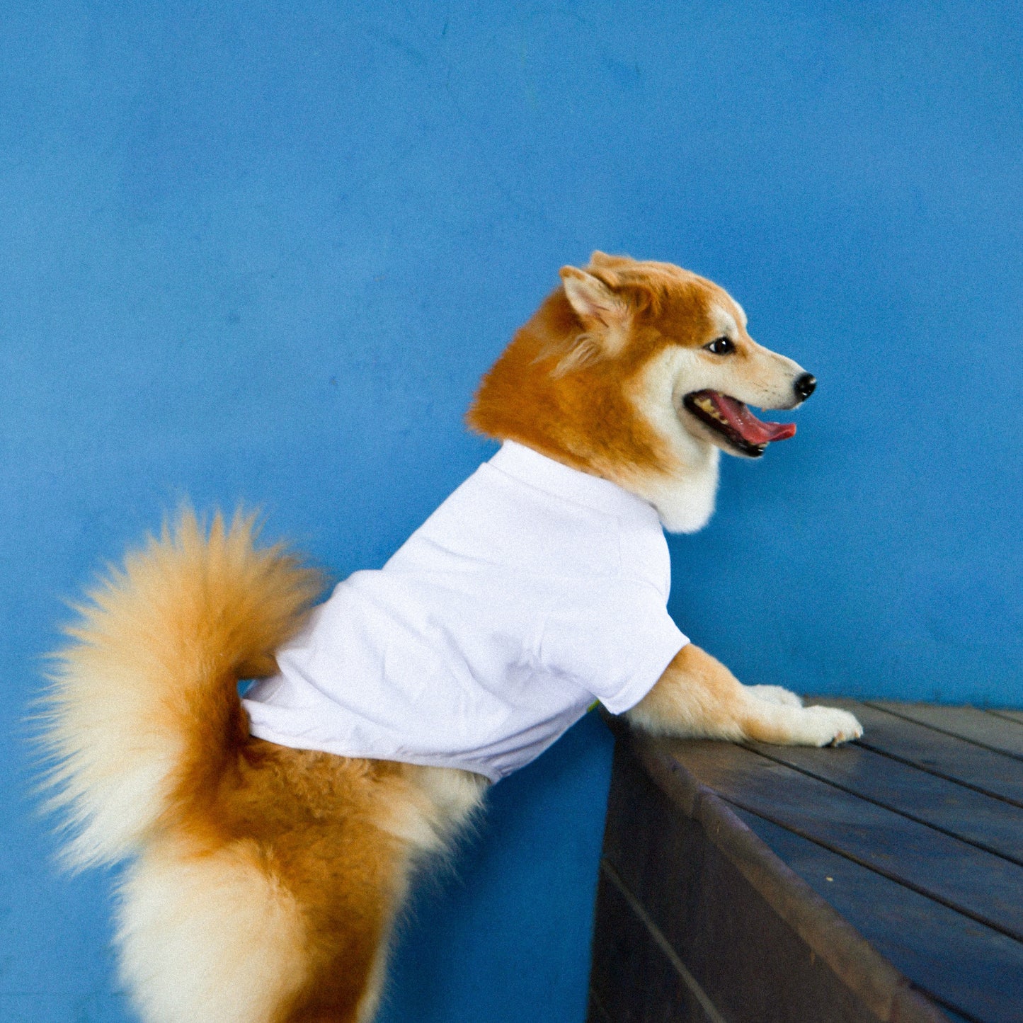 Plain Tee for Pets 寵物素短踢