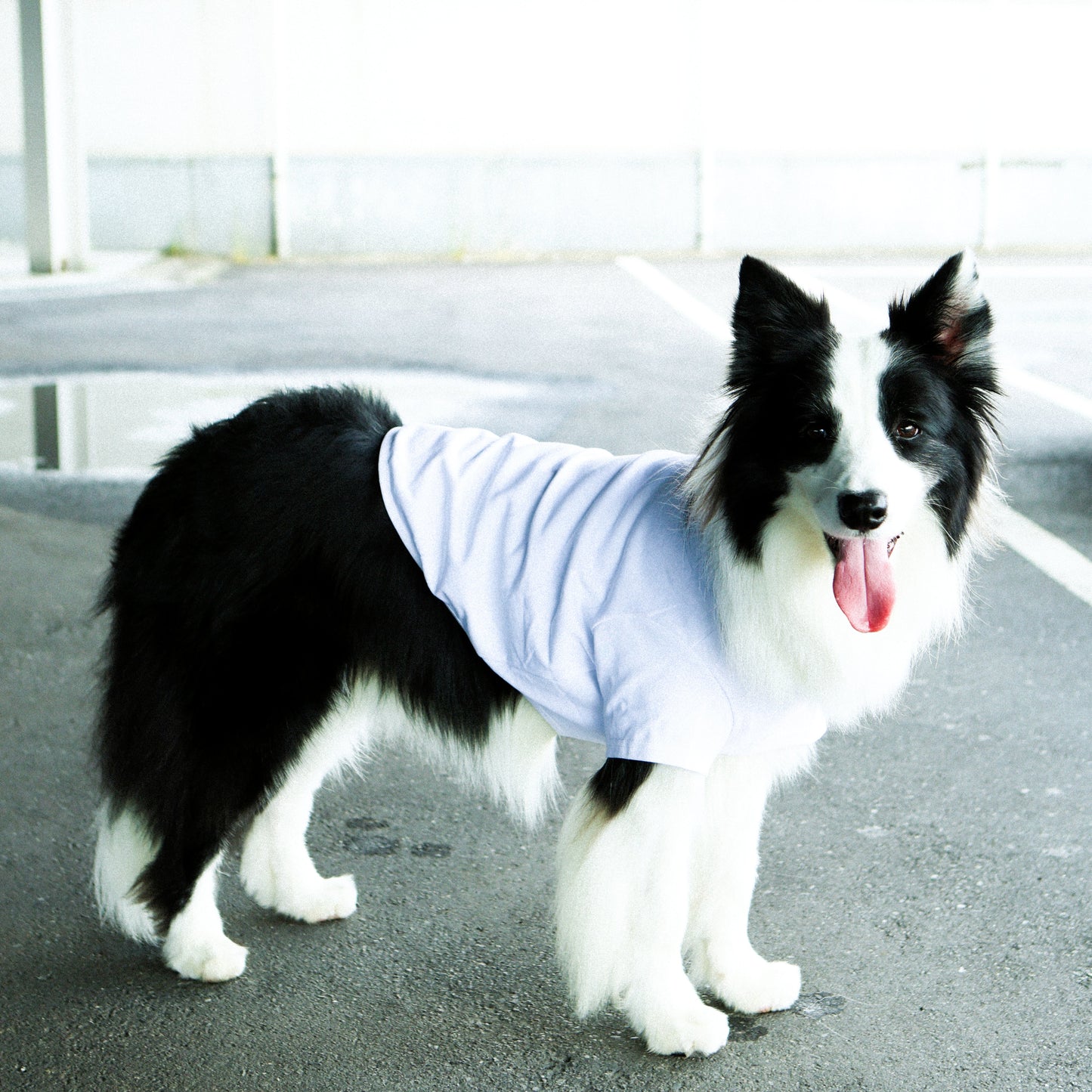 Plain Tee for Pets 寵物素短踢