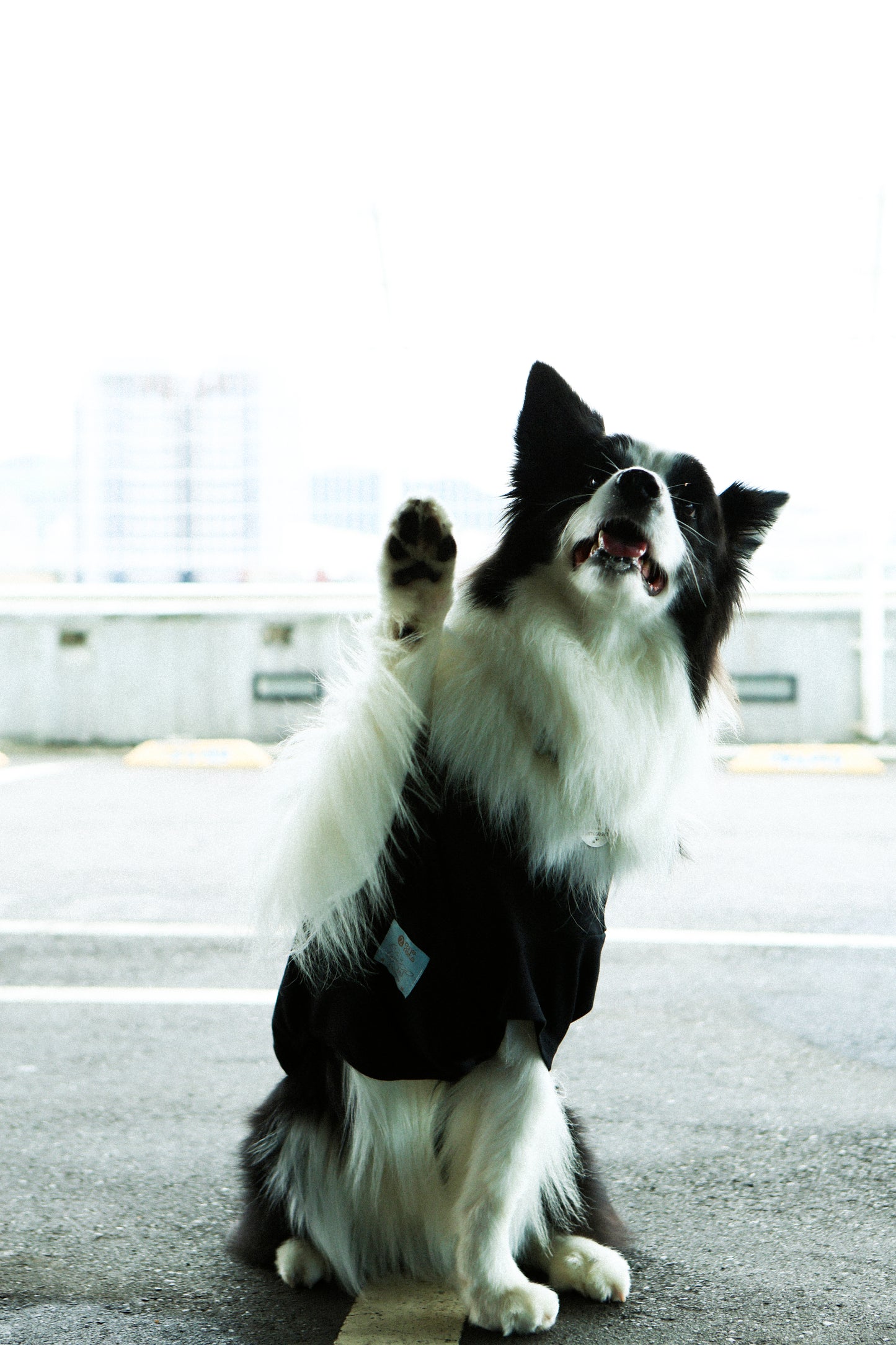 Plain Tee for Pets 寵物素短踢