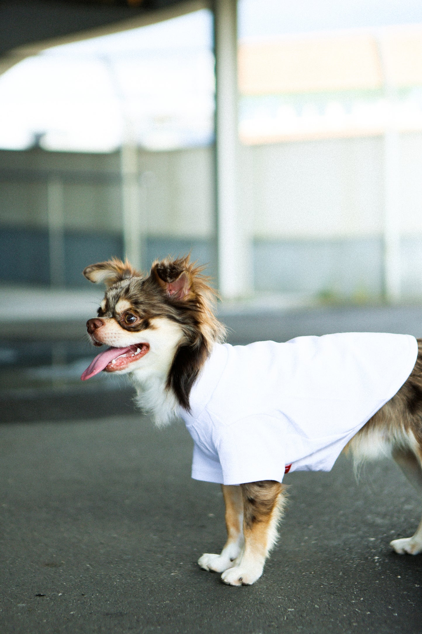 Plain Tee for Pets 寵物素短踢