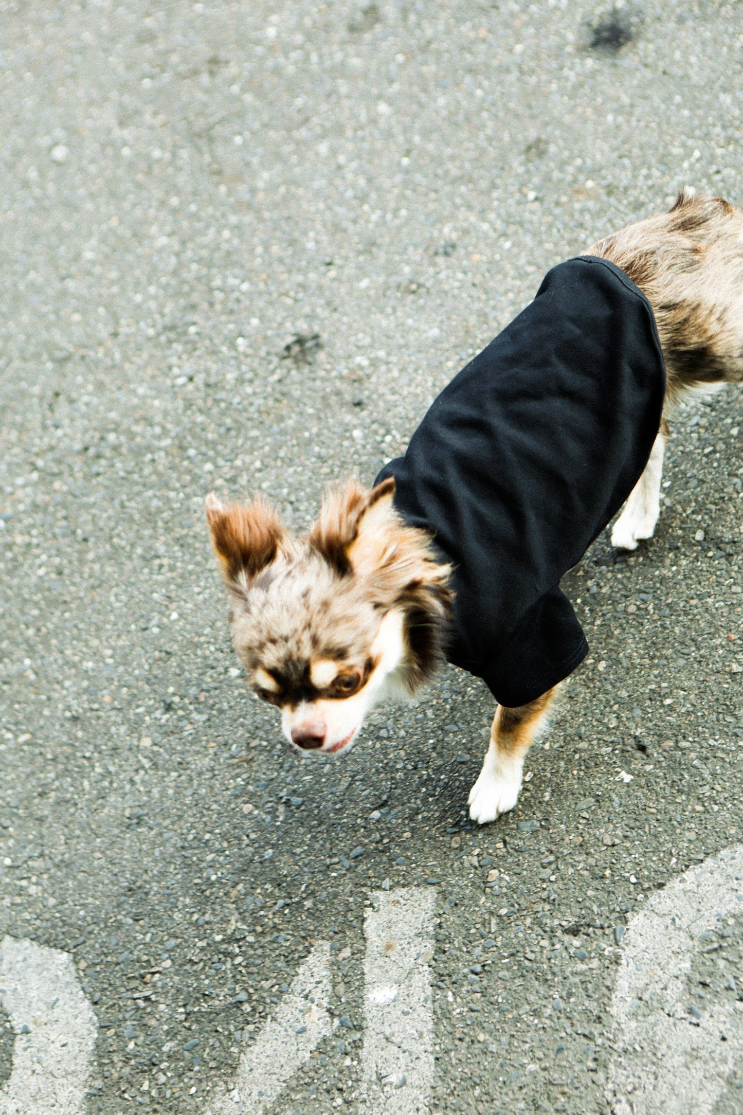 Plain Tee for Pets 寵物素短踢