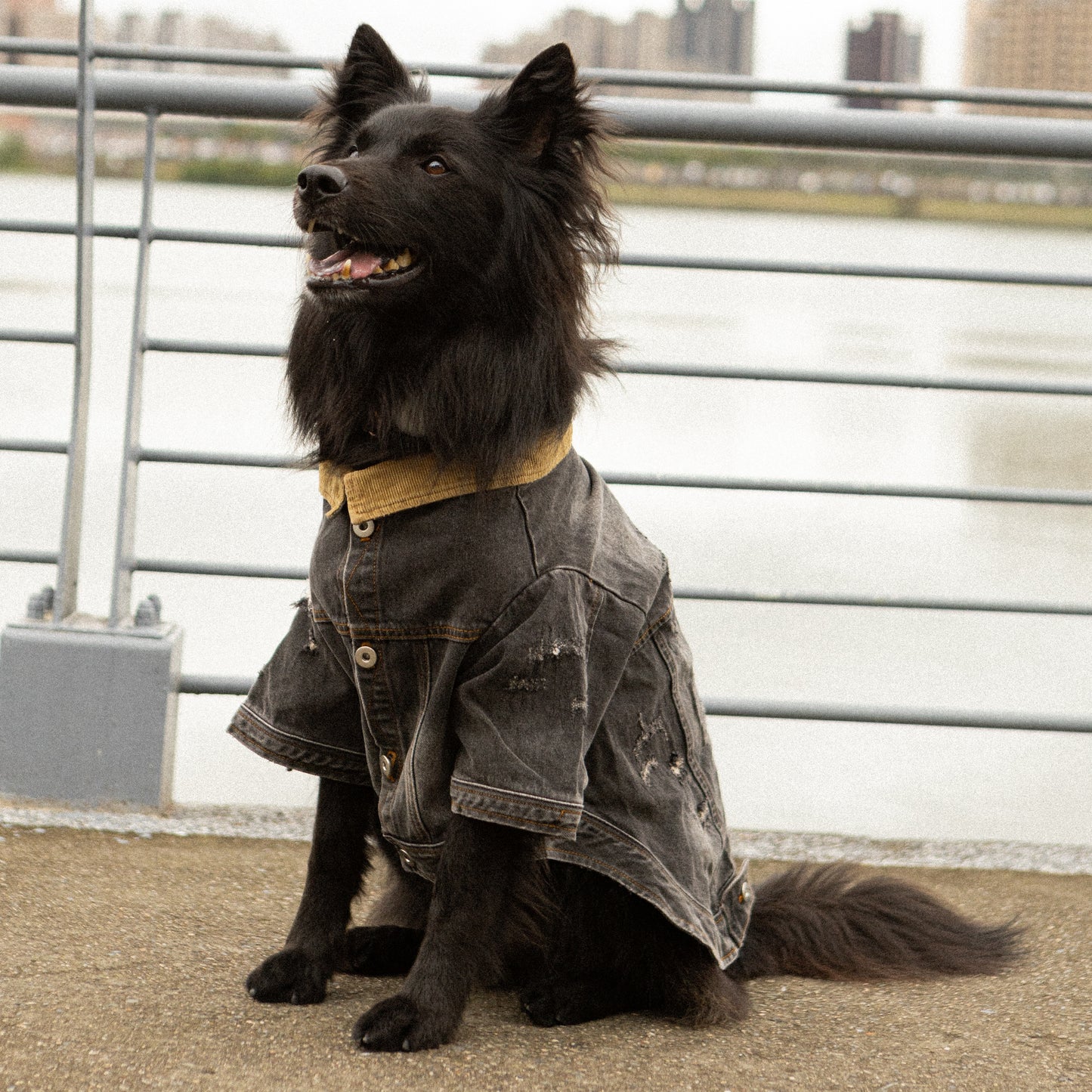 Storm Dog 寵物暴風狗