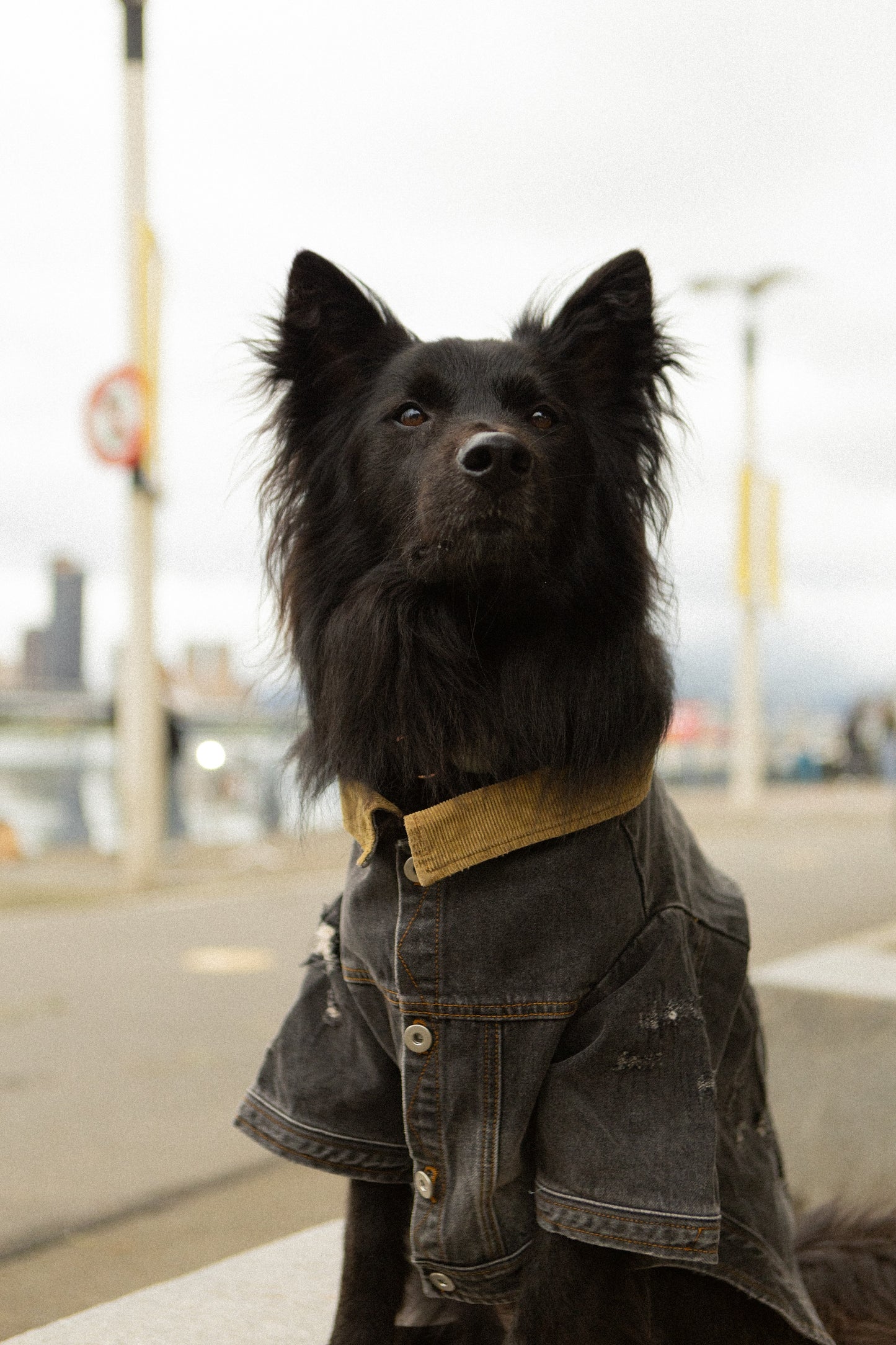 Storm Dog 寵物暴風狗