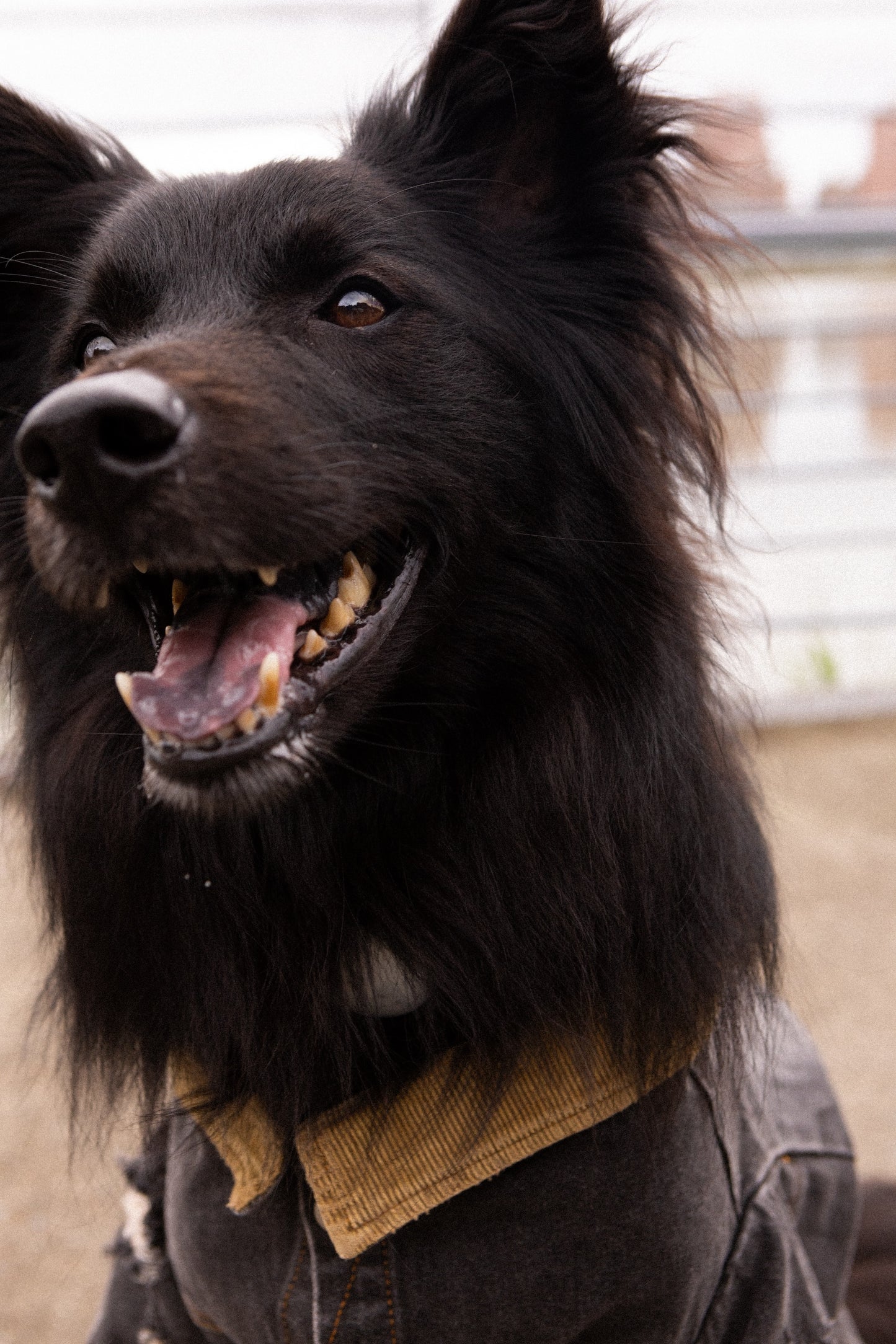 Storm Dog 寵物暴風狗
