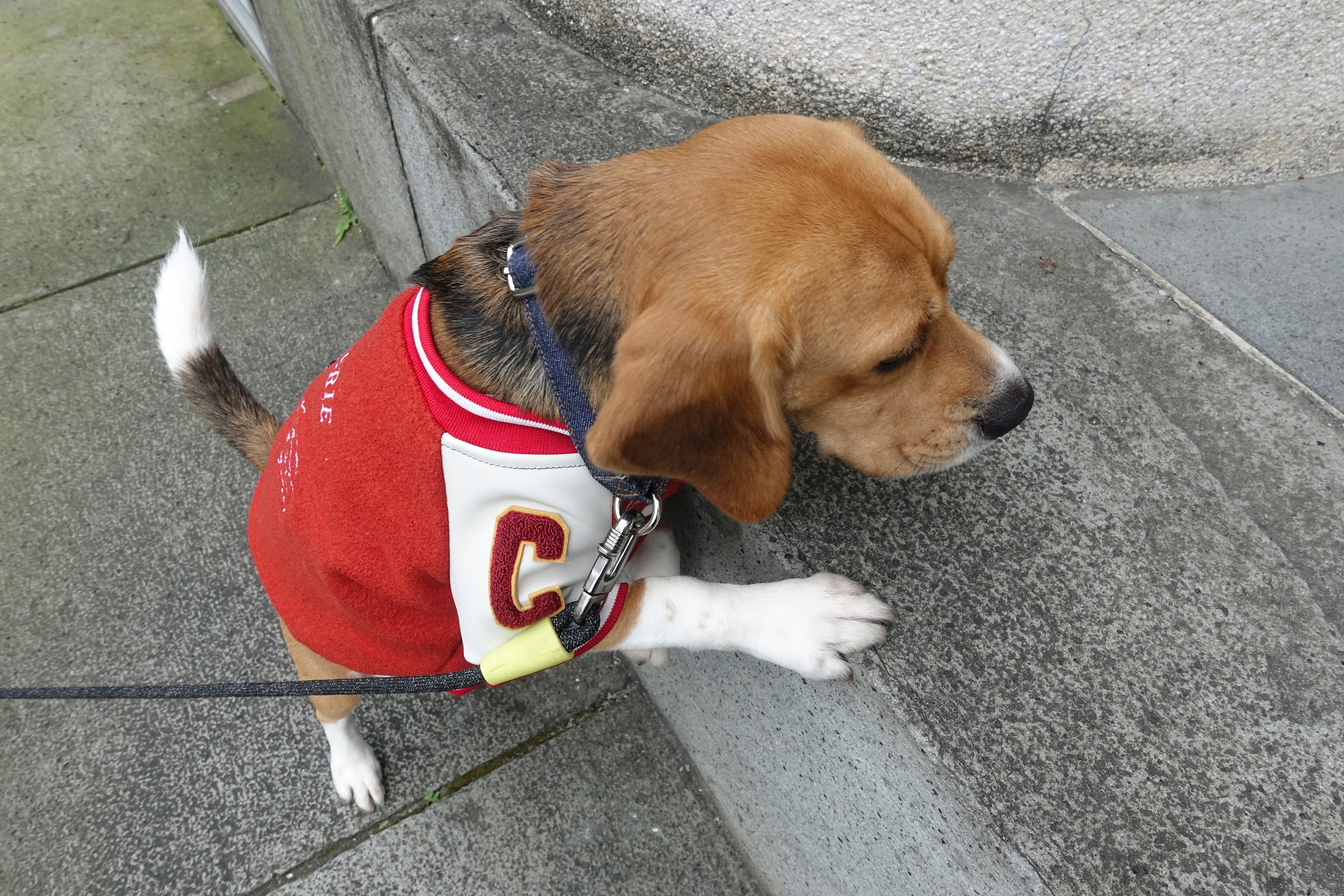 Boucherie Baseball Jacket 肉鋪狗狗棒球外套