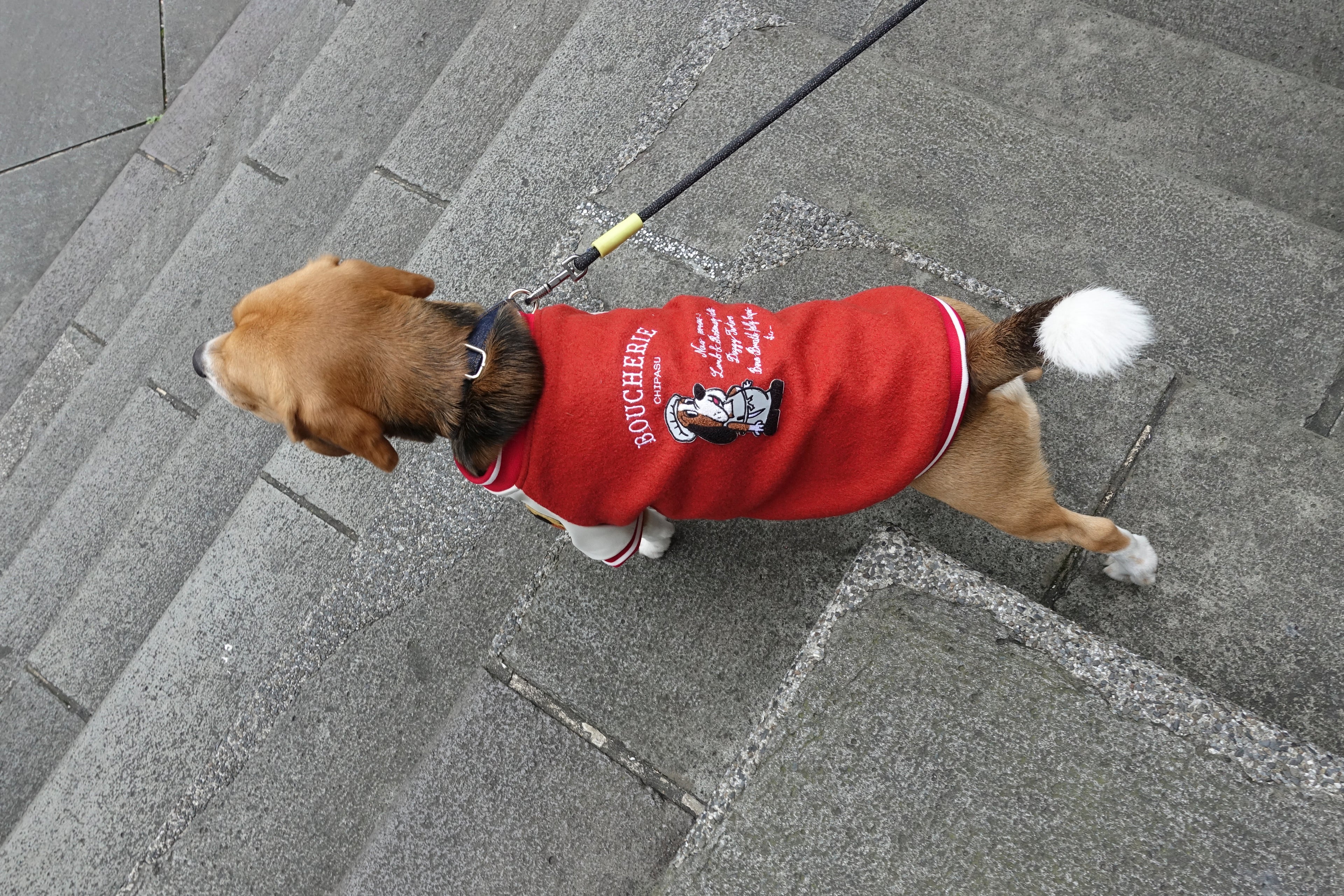 Boucherie Baseball Jacket 肉鋪狗狗棒球外套