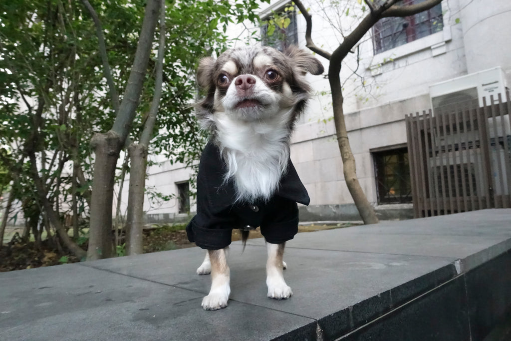 Type-P BLACK 寵物黑色丹寧外套