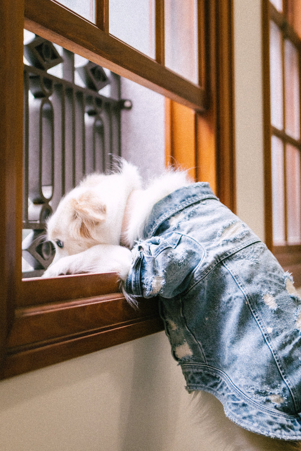 Type-P 10YR WASH 寵物十年水洗丹寧外套