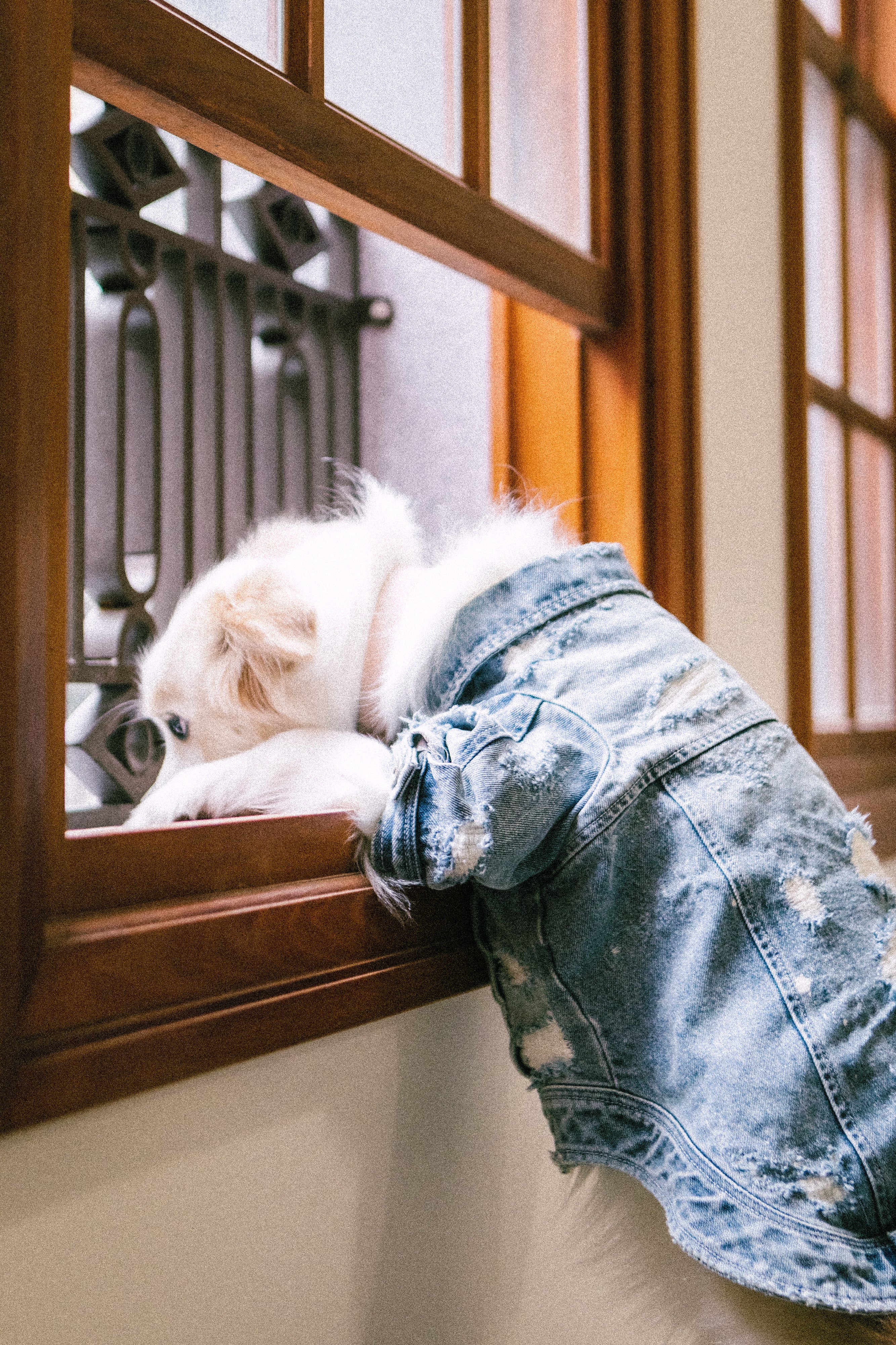 Type-P 10YR WASH 寵物十年水洗丹寧外套