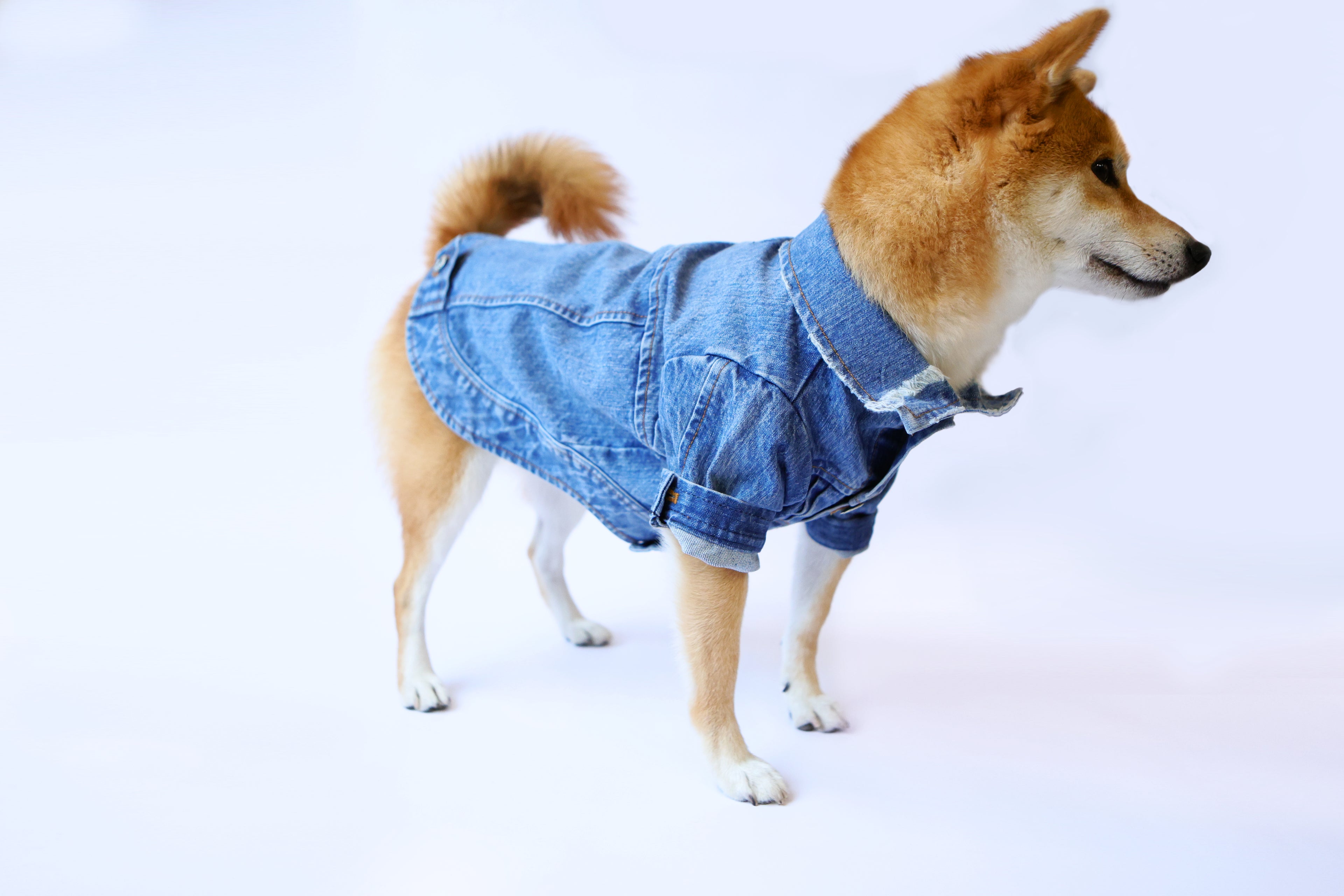 Type-P 5YR WASH 寵物五年水洗丹寧外套