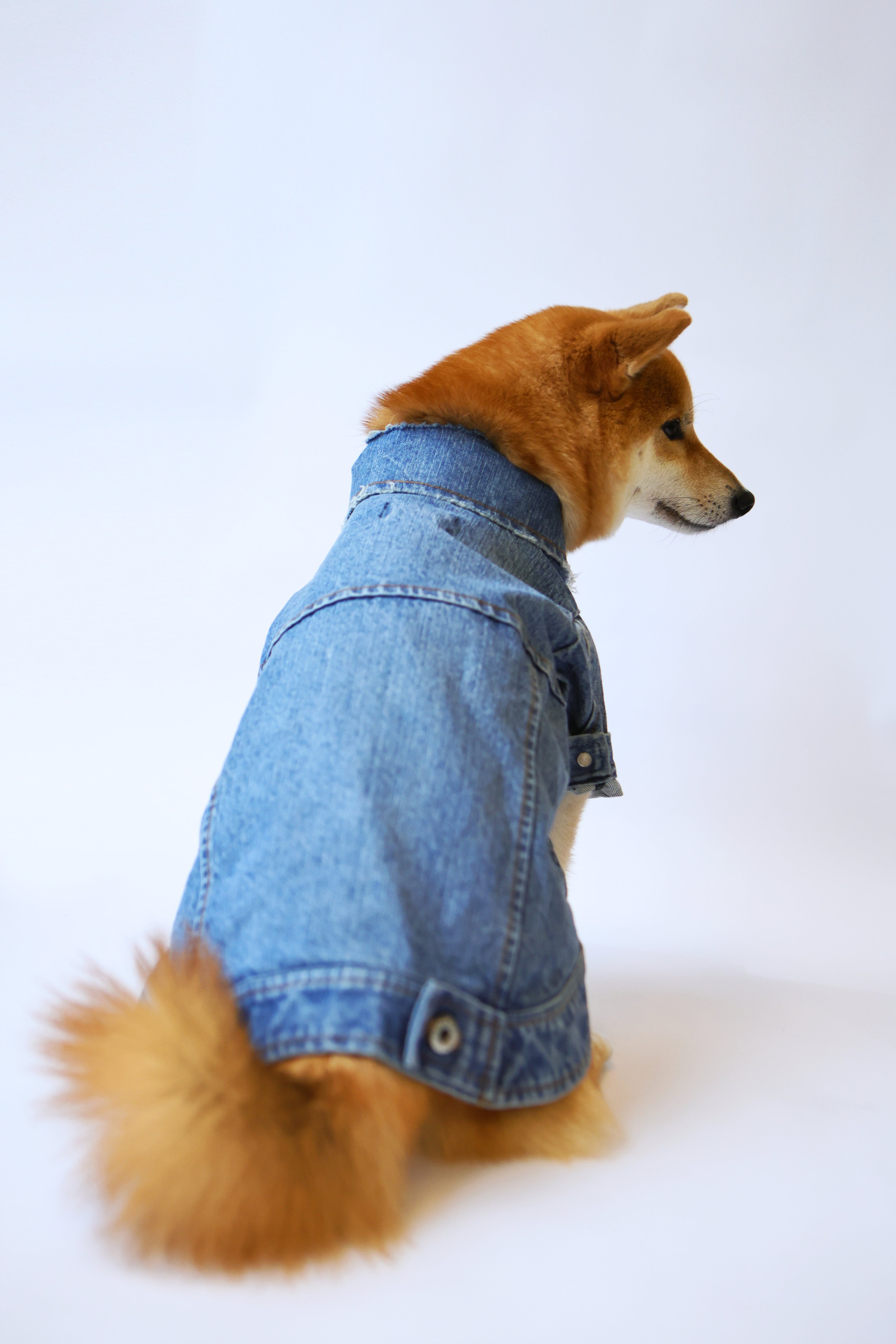 Type-P 5YR WASH 寵物五年水洗丹寧外套