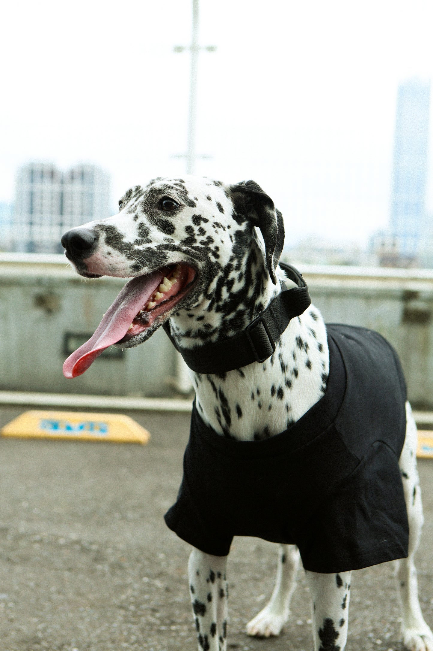 Plain Tee for Pets 寵物素短踢