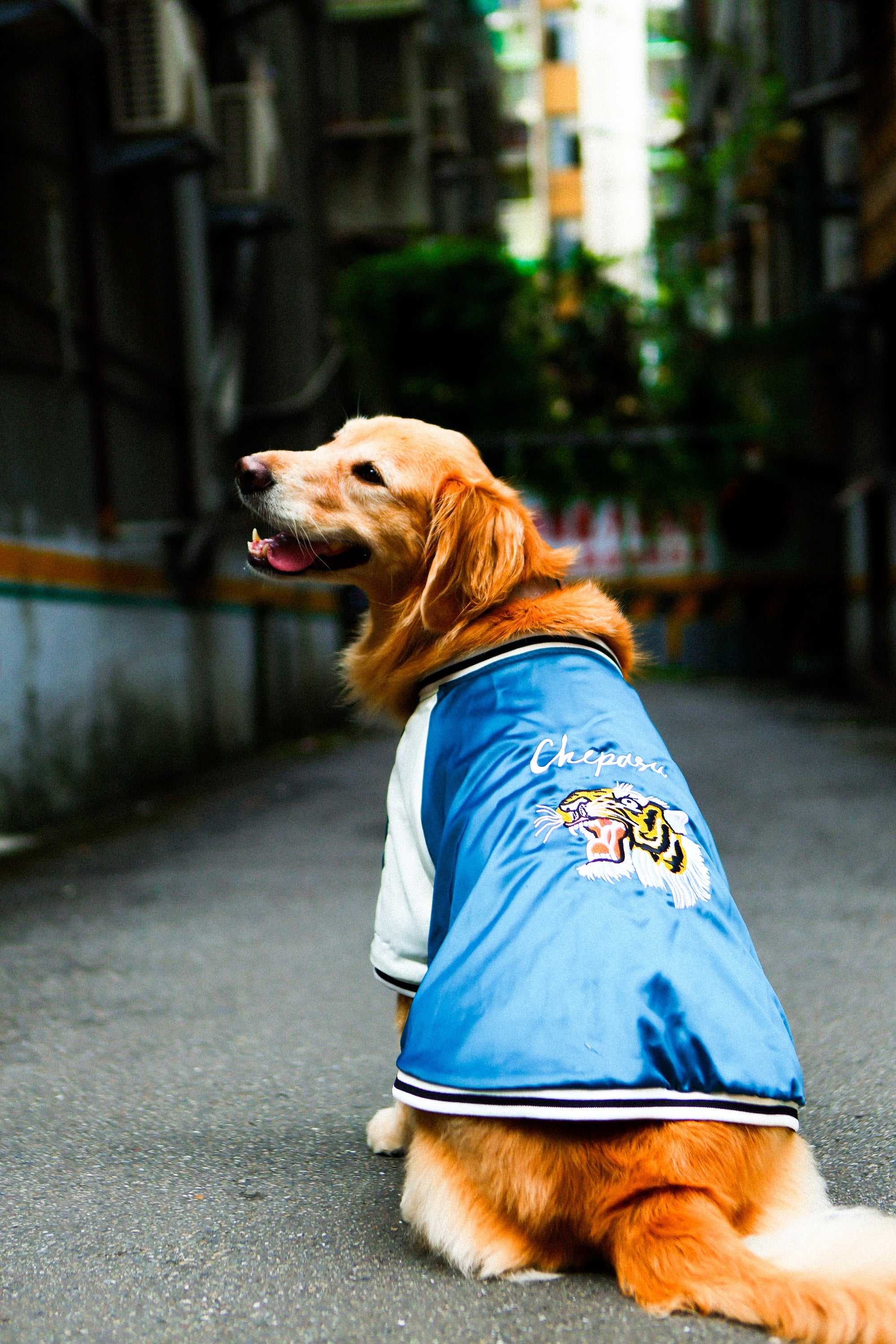 Tiger/ Formosa Sukajan 寵物橫須賀