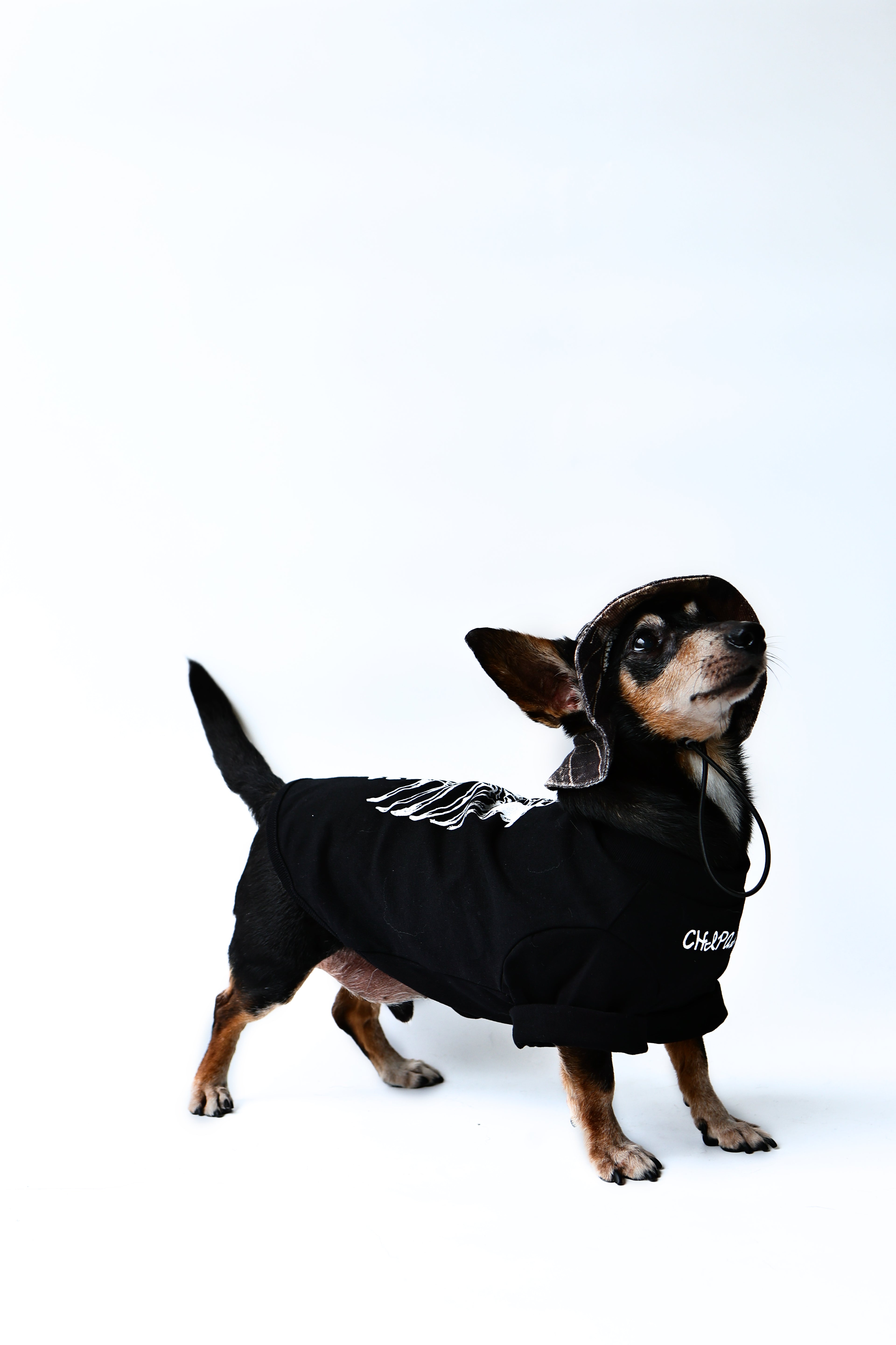 Dog Anatomy Tee