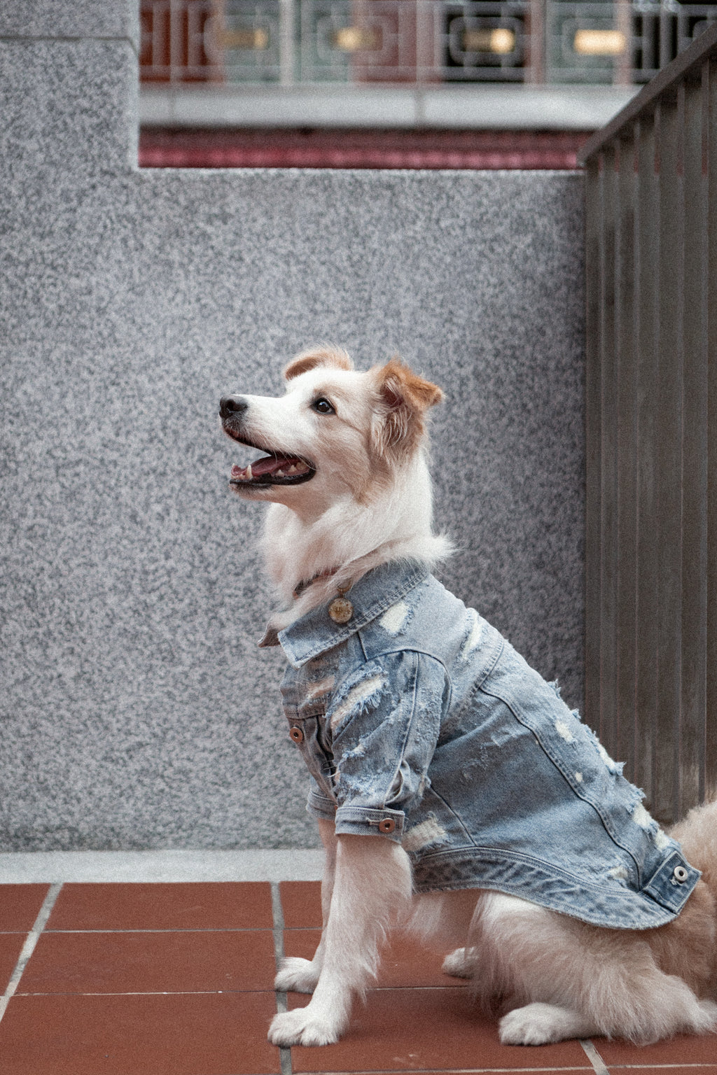 Type-P 10YR WASH 寵物十年水洗丹寧外套