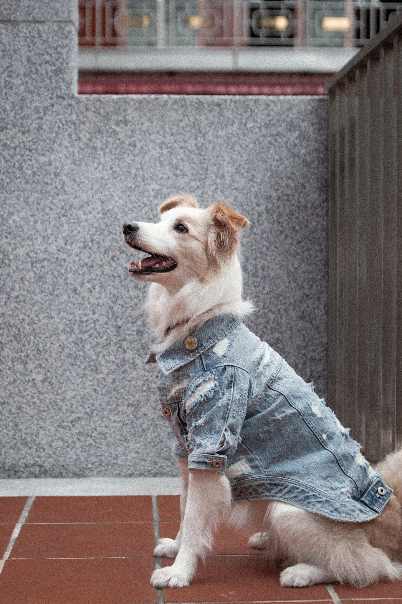 Type-P 10YR WASH 寵物十年水洗丹寧外套