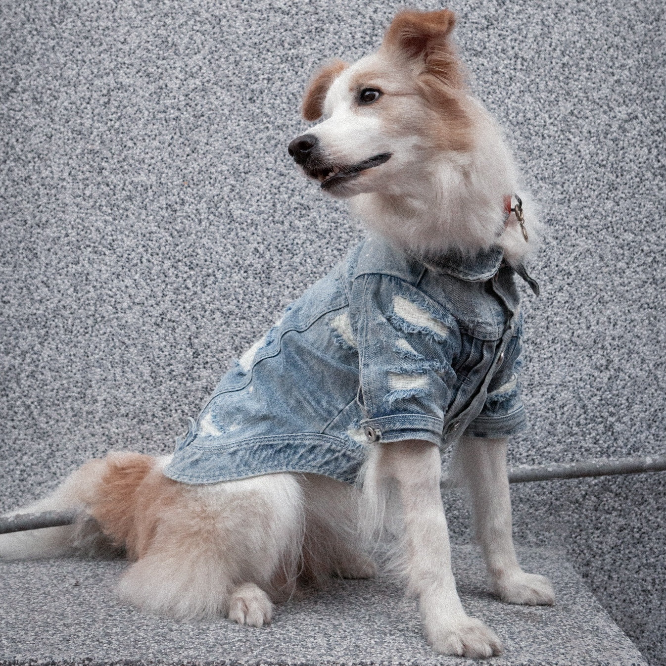 Type-P 10YR WASH 寵物十年水洗丹寧外套