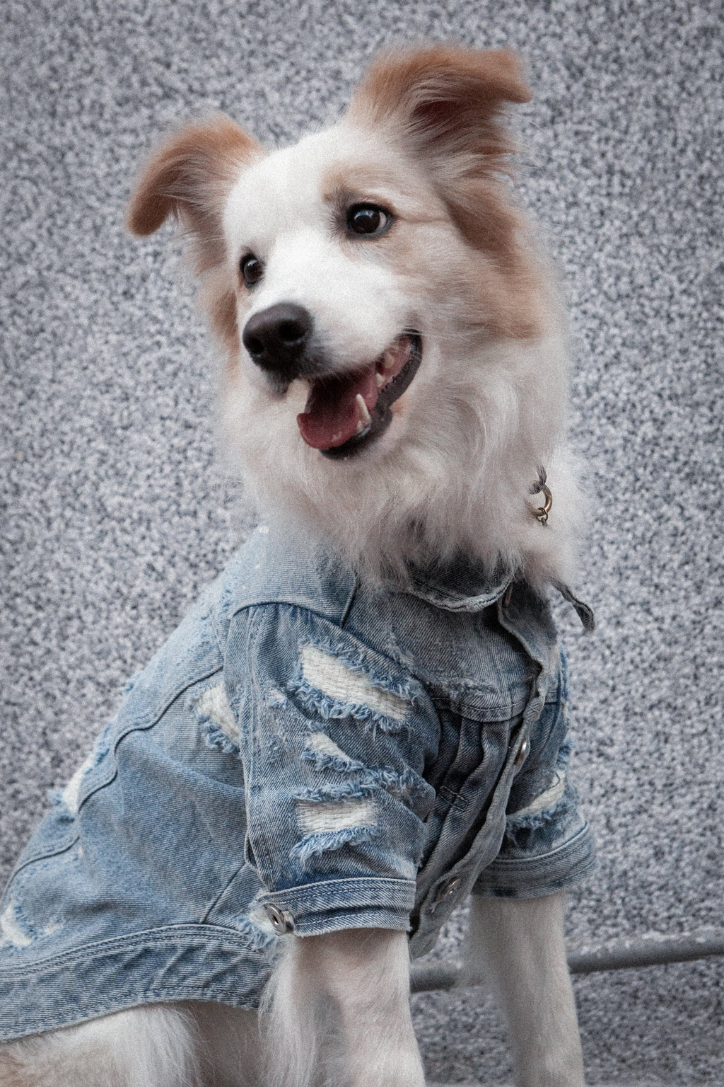 Type-P 10YR WASH 寵物十年水洗丹寧外套