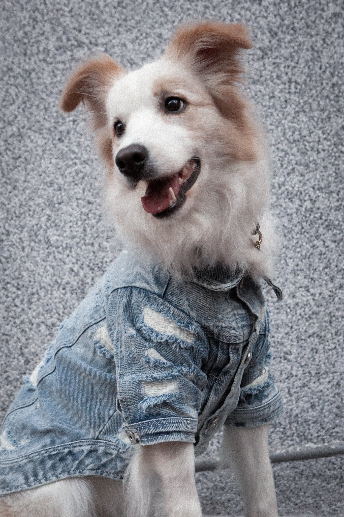 Type-P 10YR WASH 寵物十年水洗丹寧外套