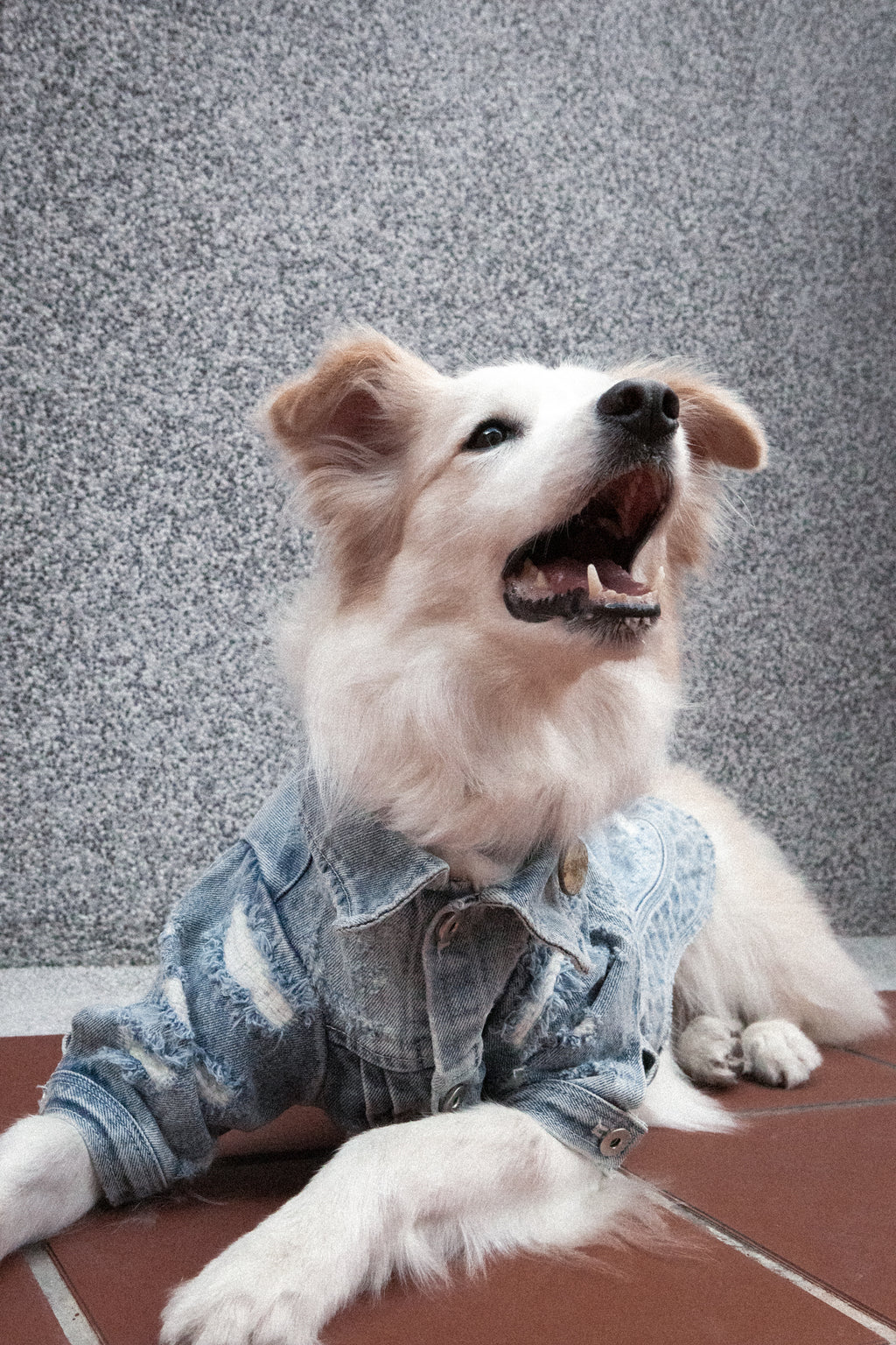 Type-P 10YR WASH 寵物十年水洗丹寧外套