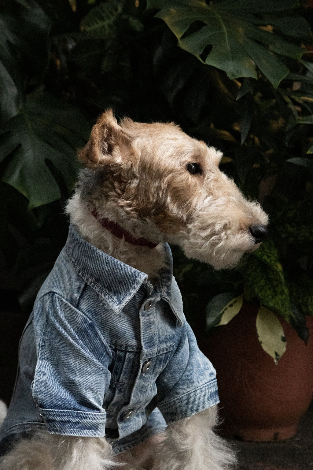 Type-P 5YR WASH 2.0 寵物五年水洗丹寧外套 二代