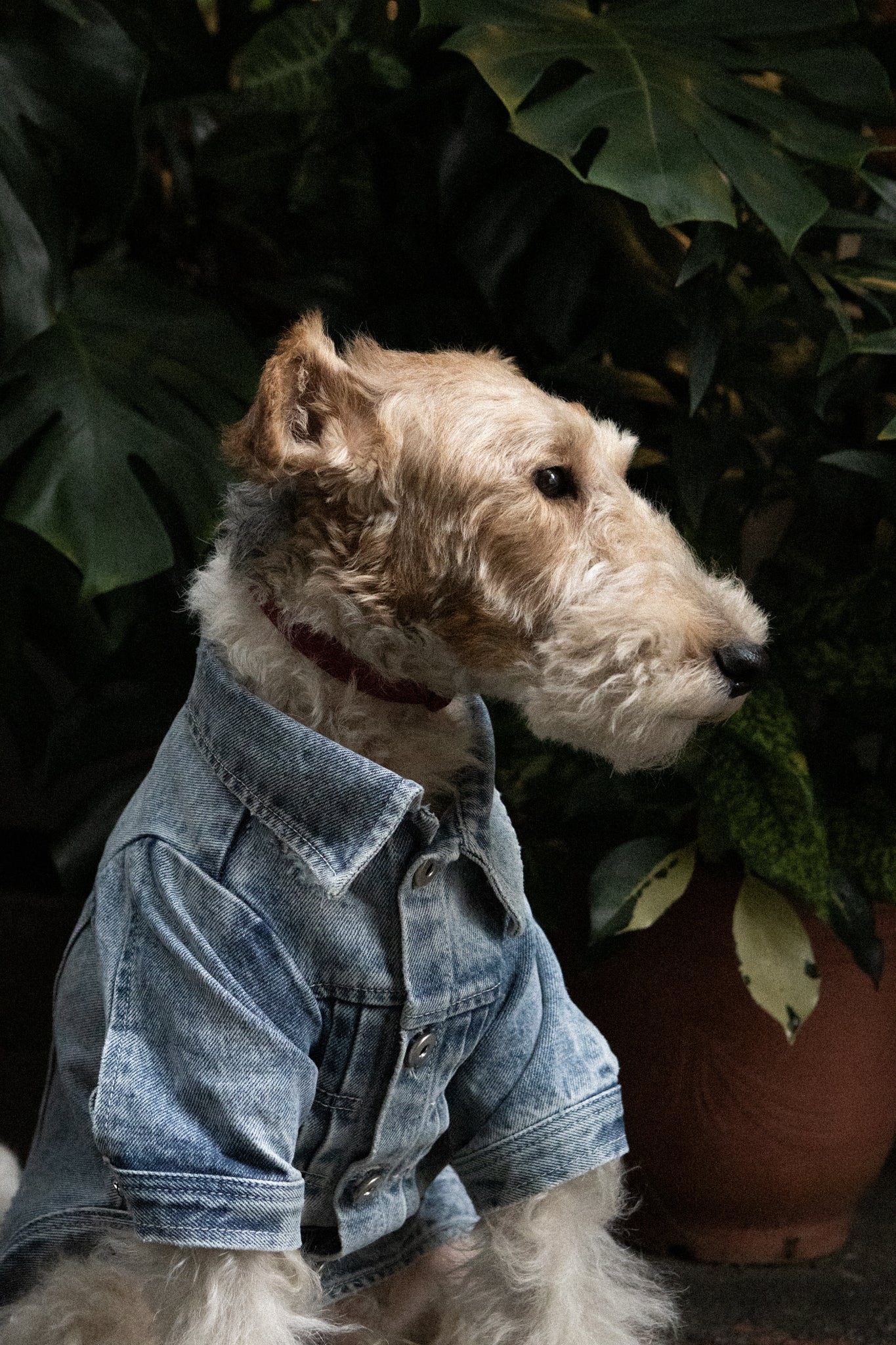 Type-P 5YR WASH 2.0 寵物五年水洗丹寧外套 二代