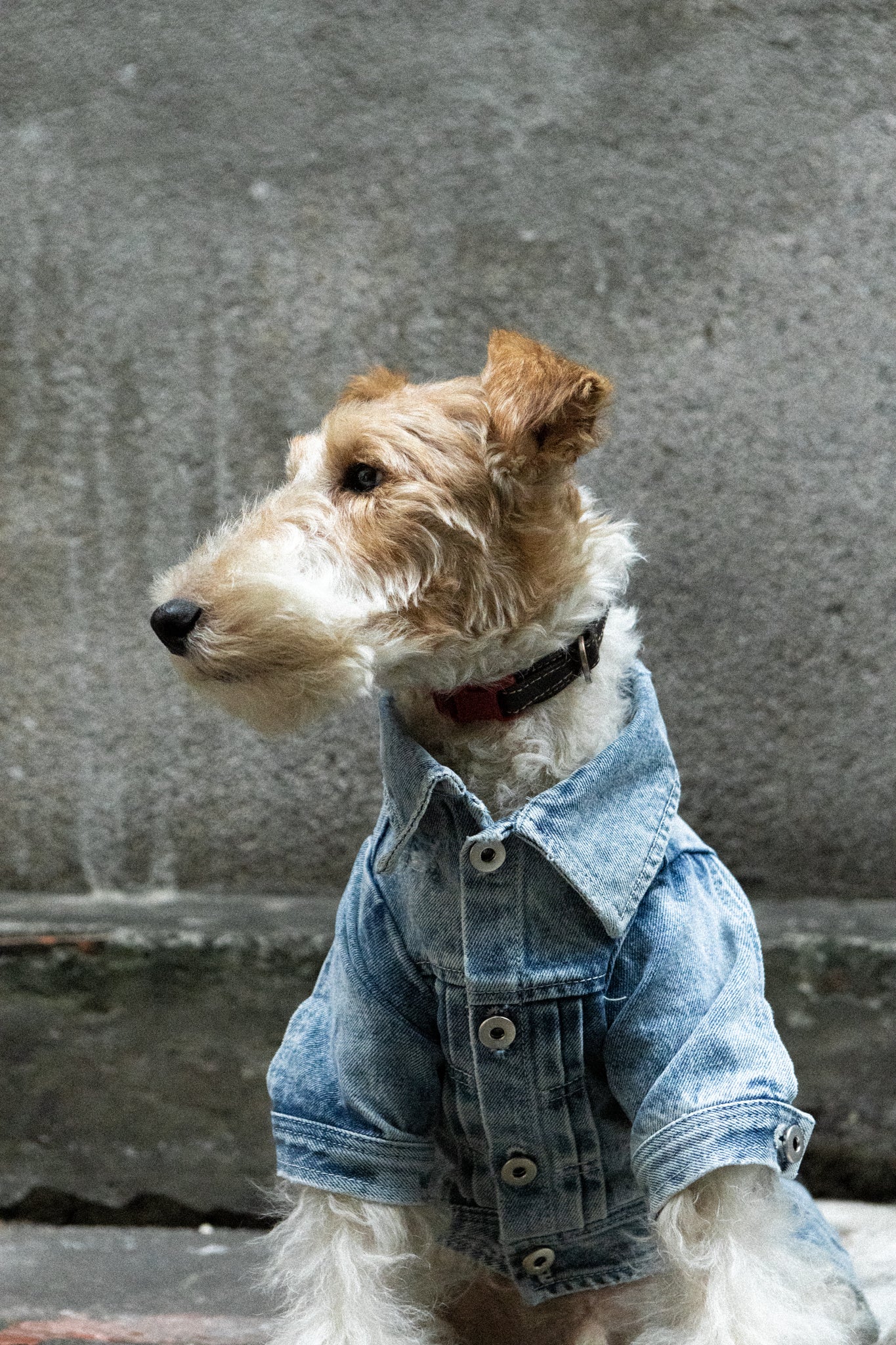 Type-P 5YR WASH 2.0 寵物五年水洗丹寧外套 二代