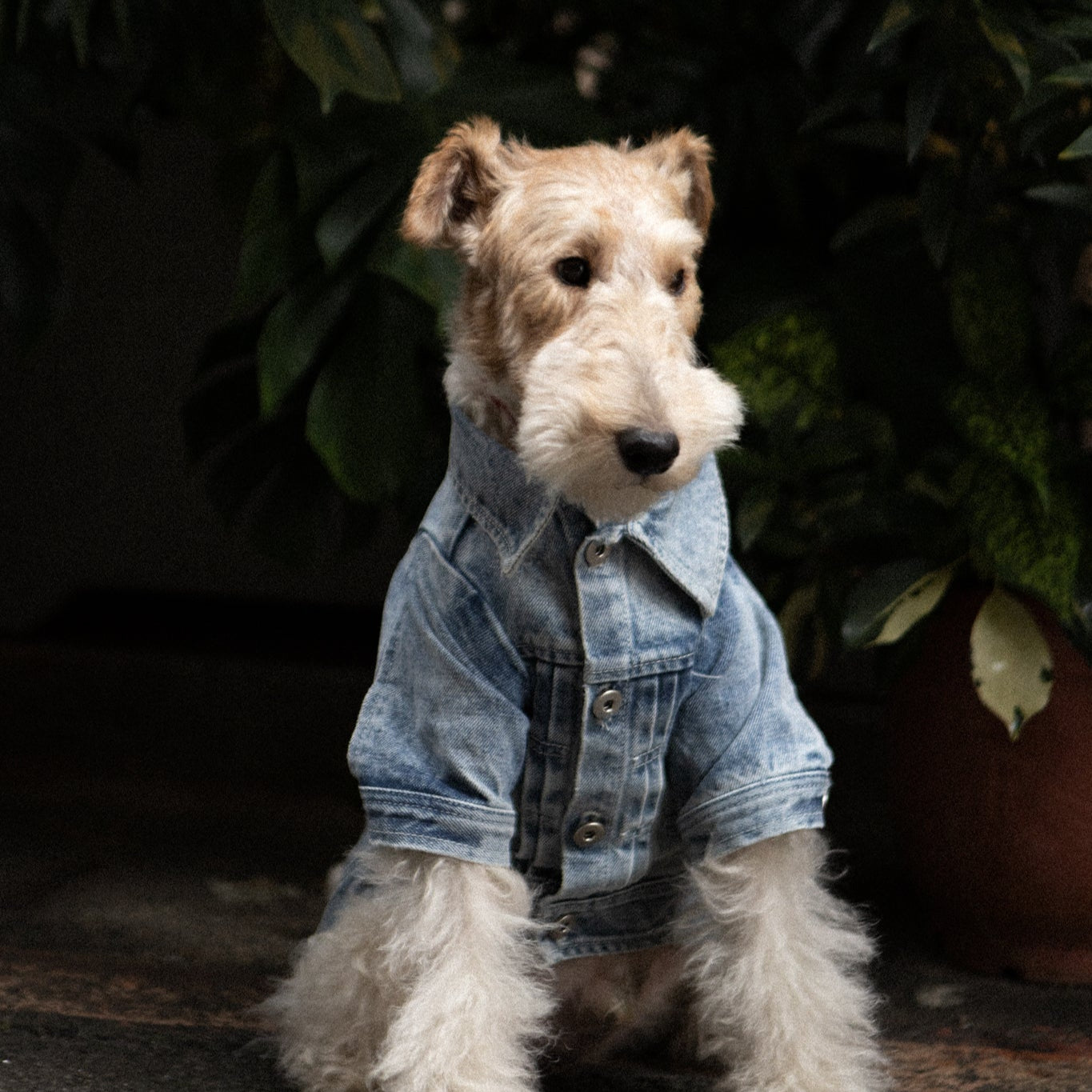 Type-P 5YR WASH 2.0 寵物五年水洗丹寧外套 二代