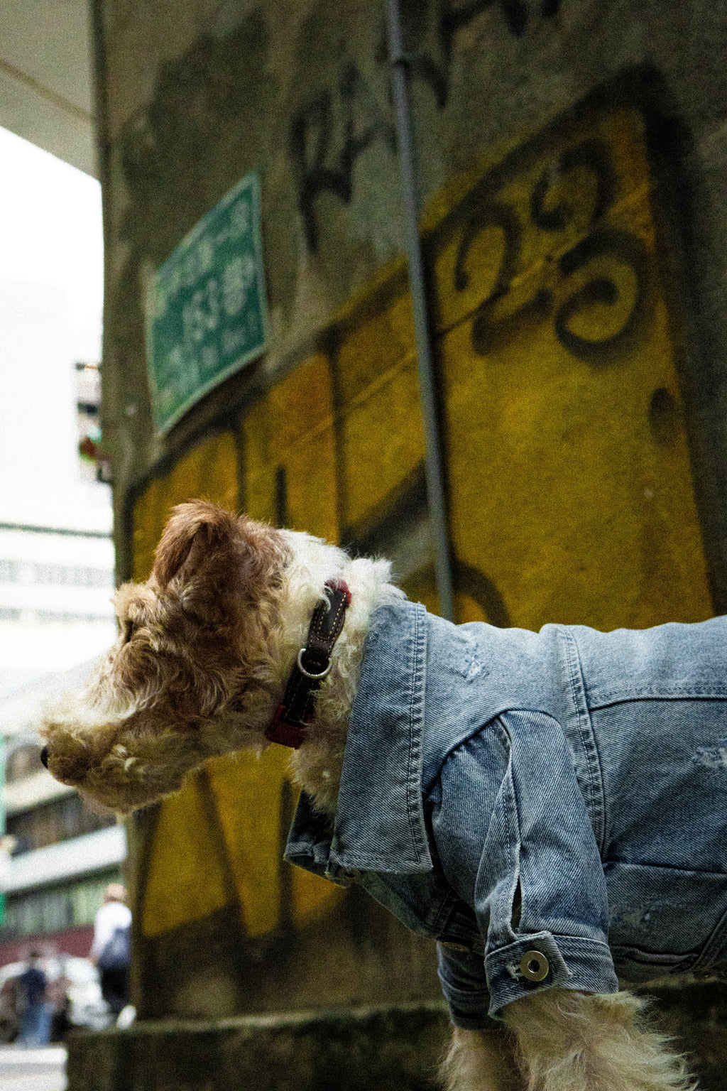 Type-P 5YR WASH 2.0 寵物五年水洗丹寧外套 二代