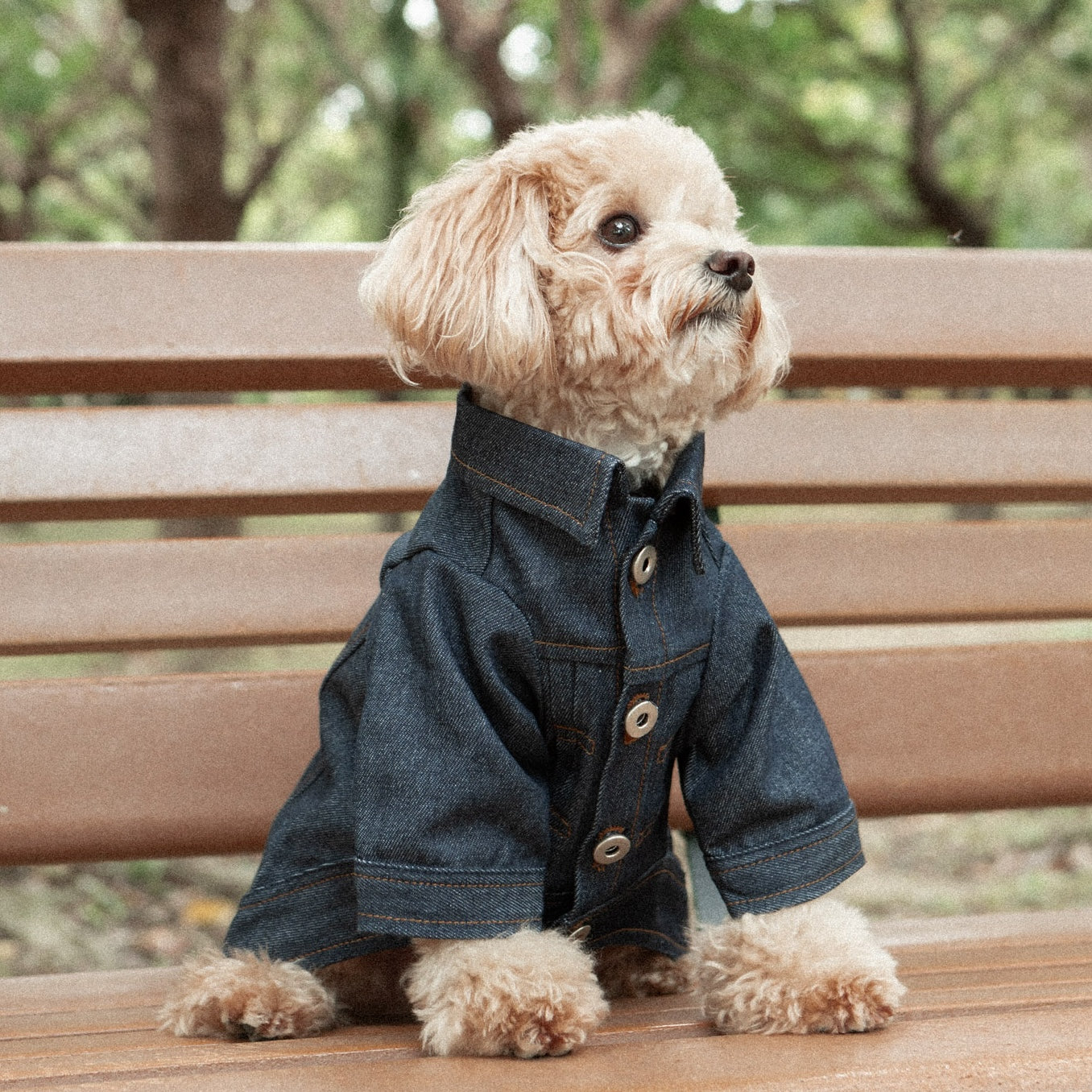 Type-P RAW 2.0 寵物原色丹寧外套 二代