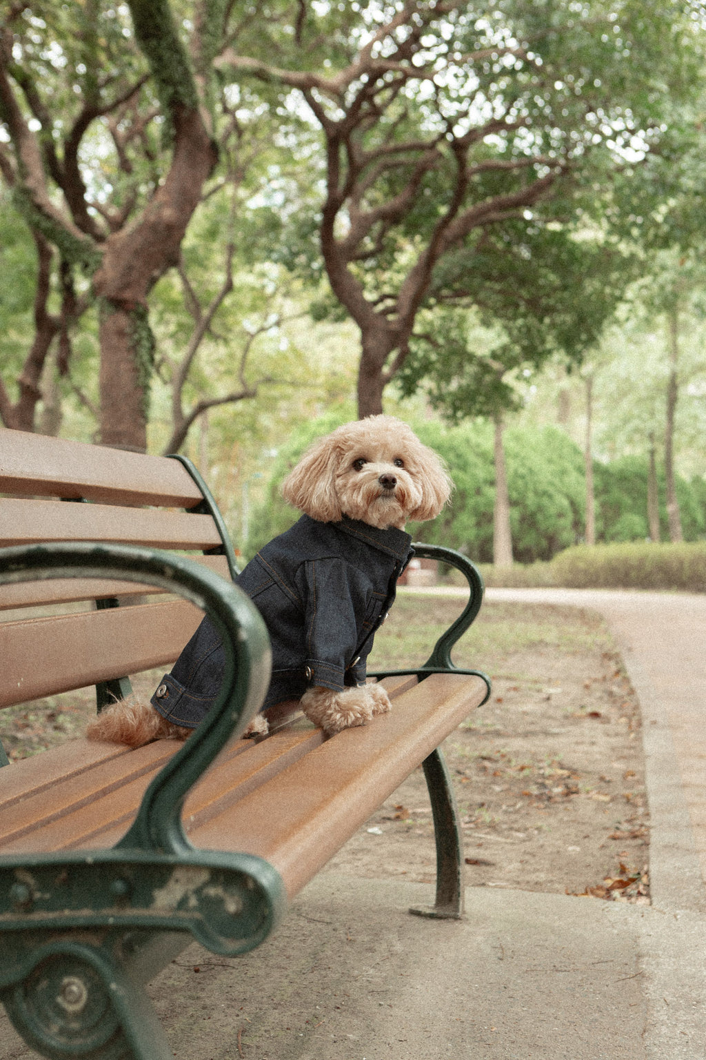 Type-P RAW 2.0 寵物原色丹寧外套 二代